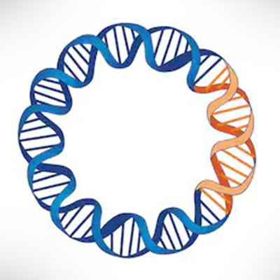 Plasmid-DNA1